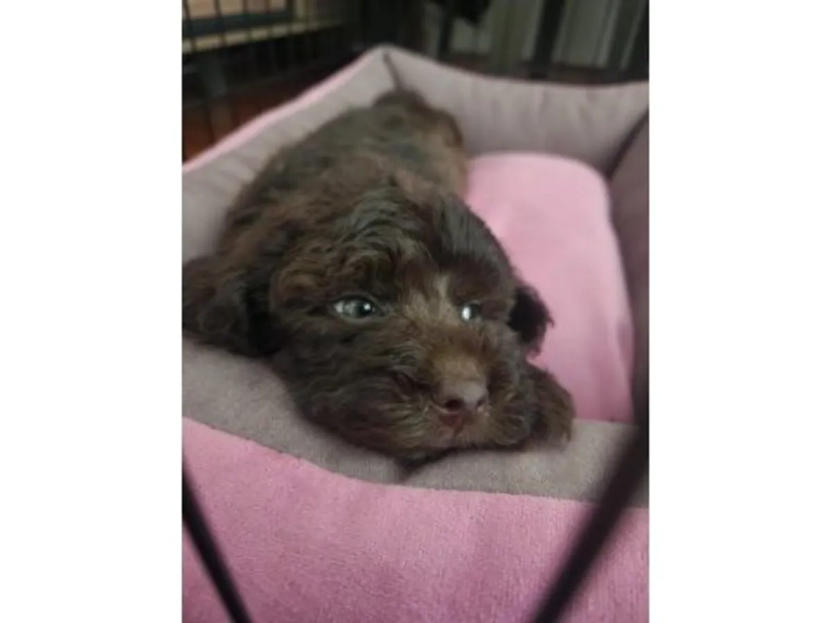 温顺棕色贵宾犬需要新家