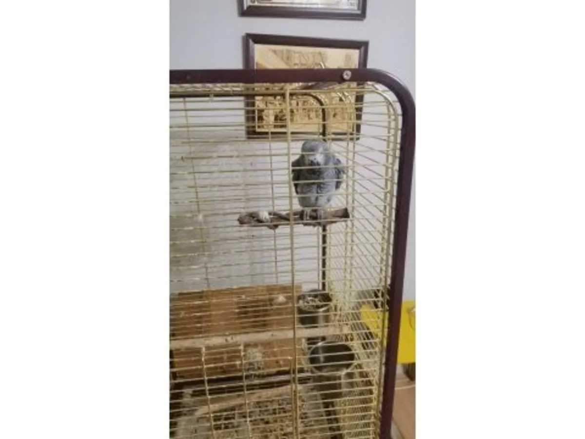 活泼聪明灰色Jako 寻找新家庭