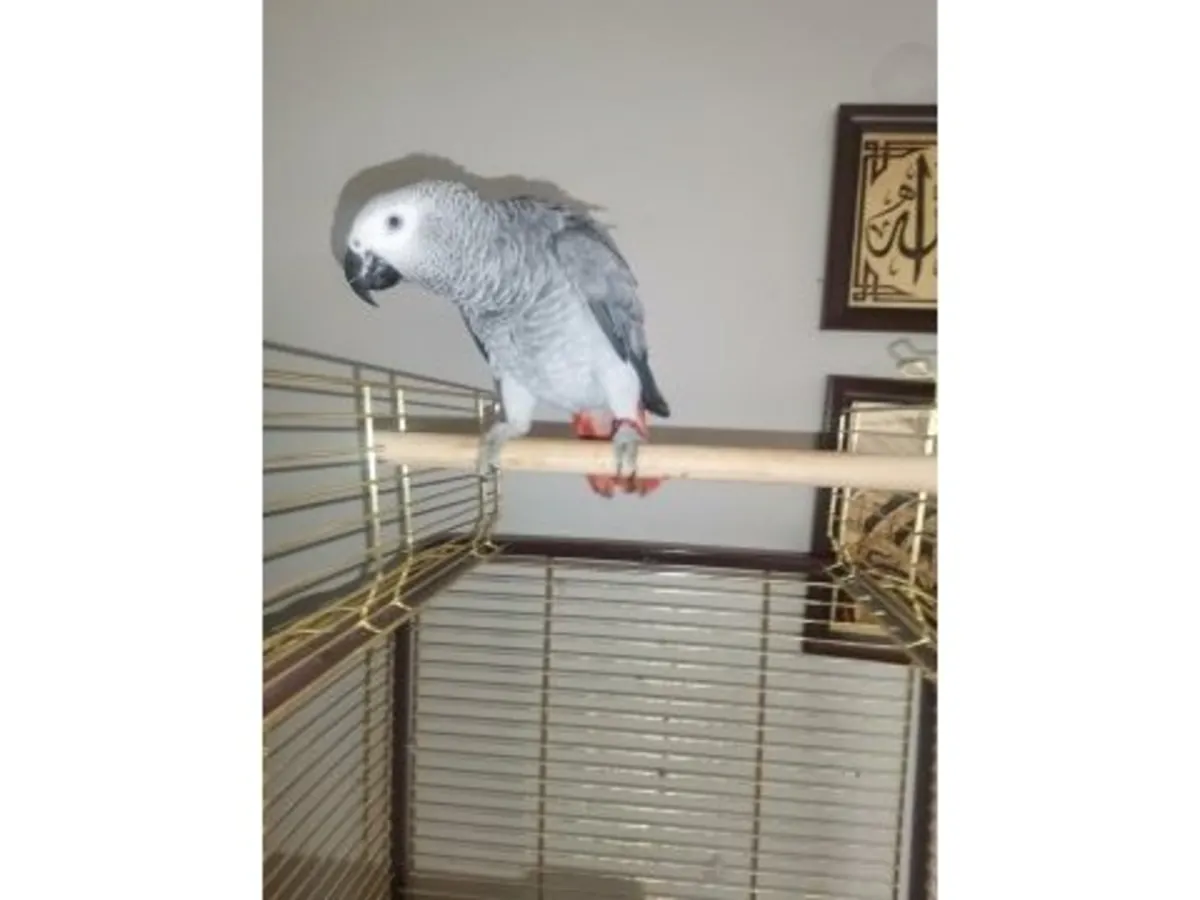 活泼聪明灰色Jako 寻找新家庭