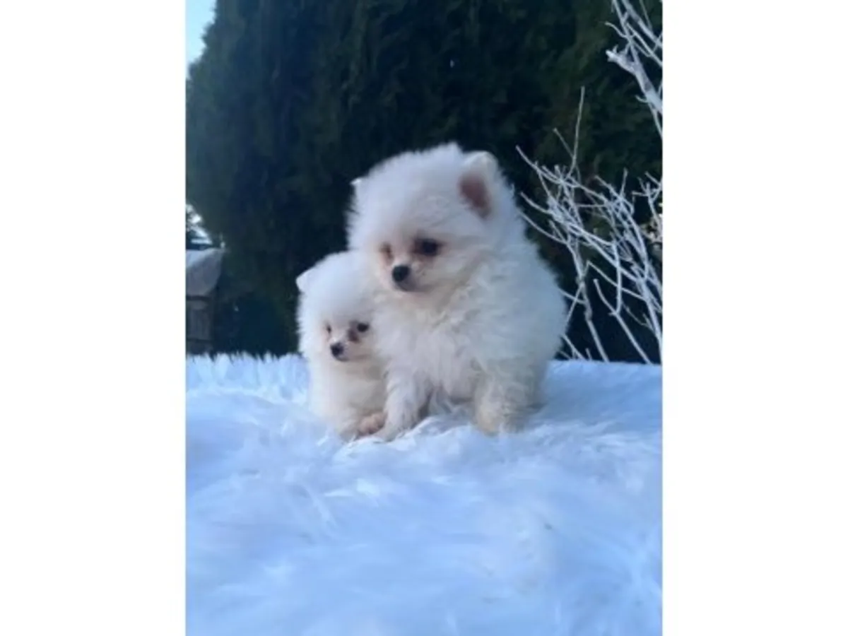 白色可爱博美犬出售