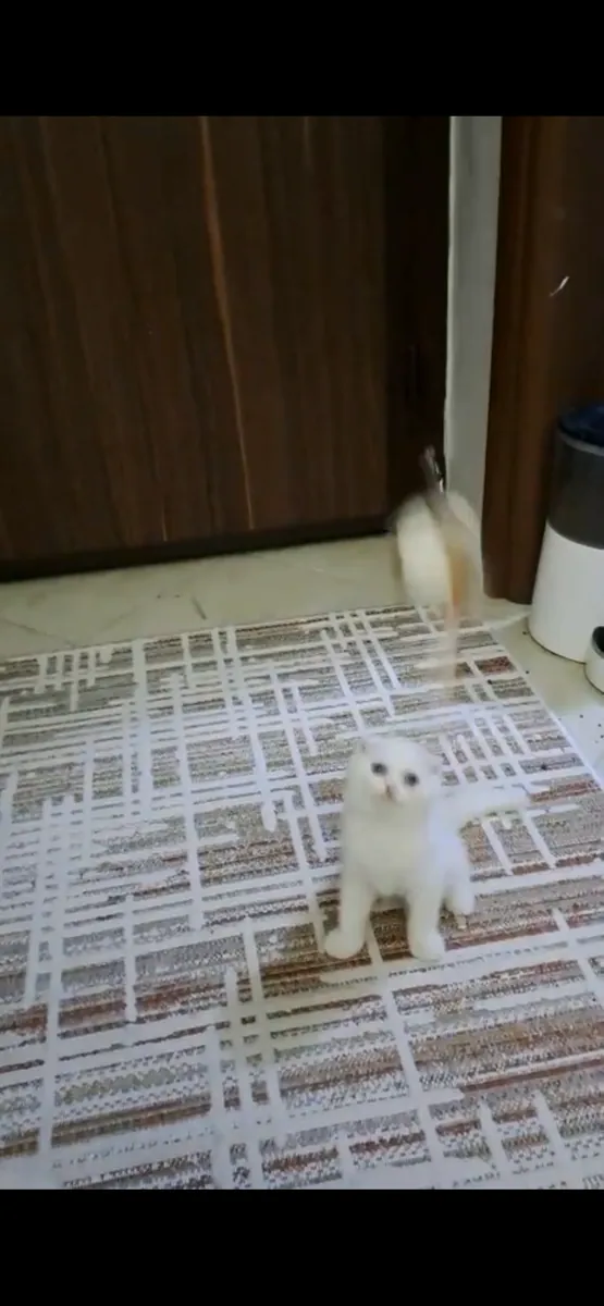 Our 2-month-old Scottish kitten
