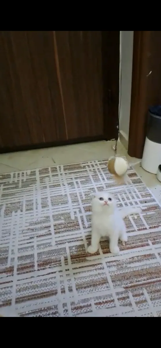 Our 2-month-old Scottish kitten