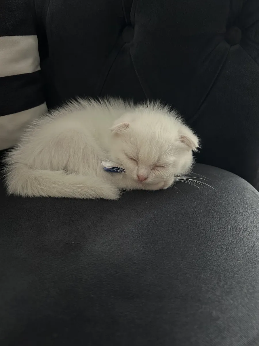 Our 2-month-old Scottish kitten