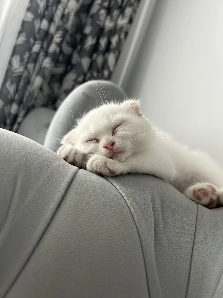 Our 2-month-old Scottish kitten