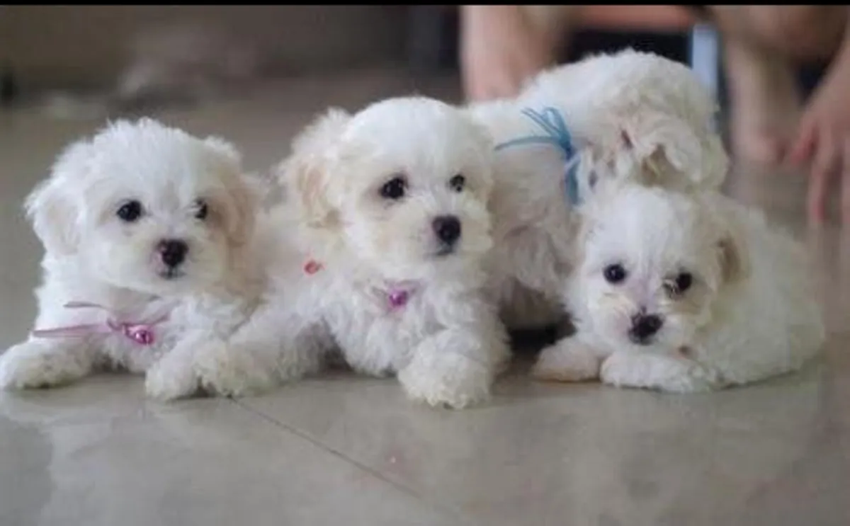 Gorgeous purebred Maltese puppies