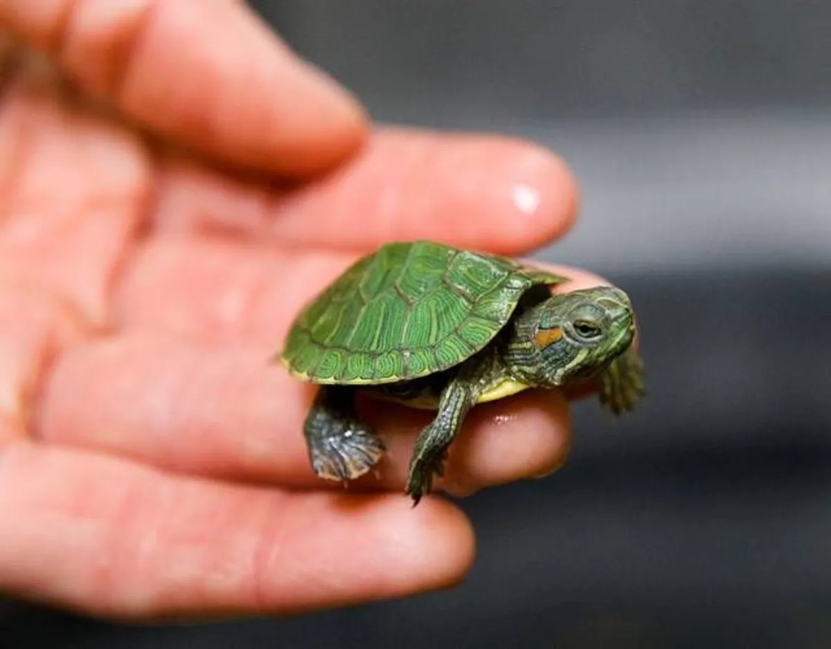 我们正在为我们在海滩上发现的绿海龟寻找新家