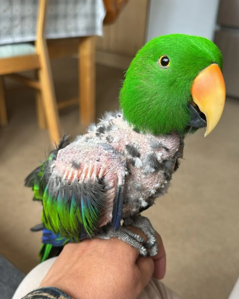 Baby Electus Parrot from an Approved Breeder