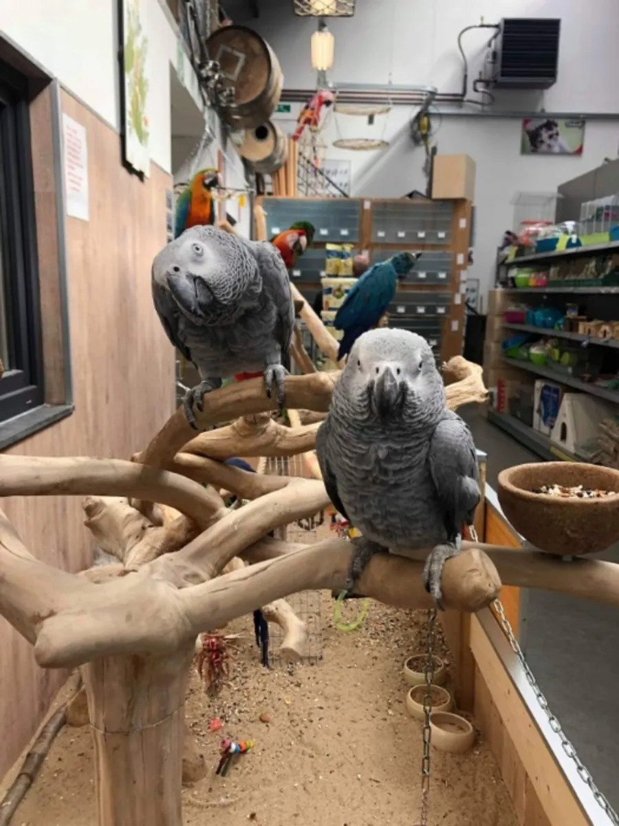 Young African Grey Parrots