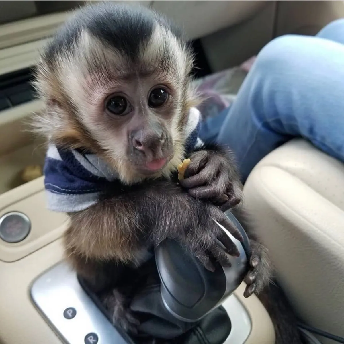 FRIENDLY CAPUCHIN MONKEYS FOR ADOPTION