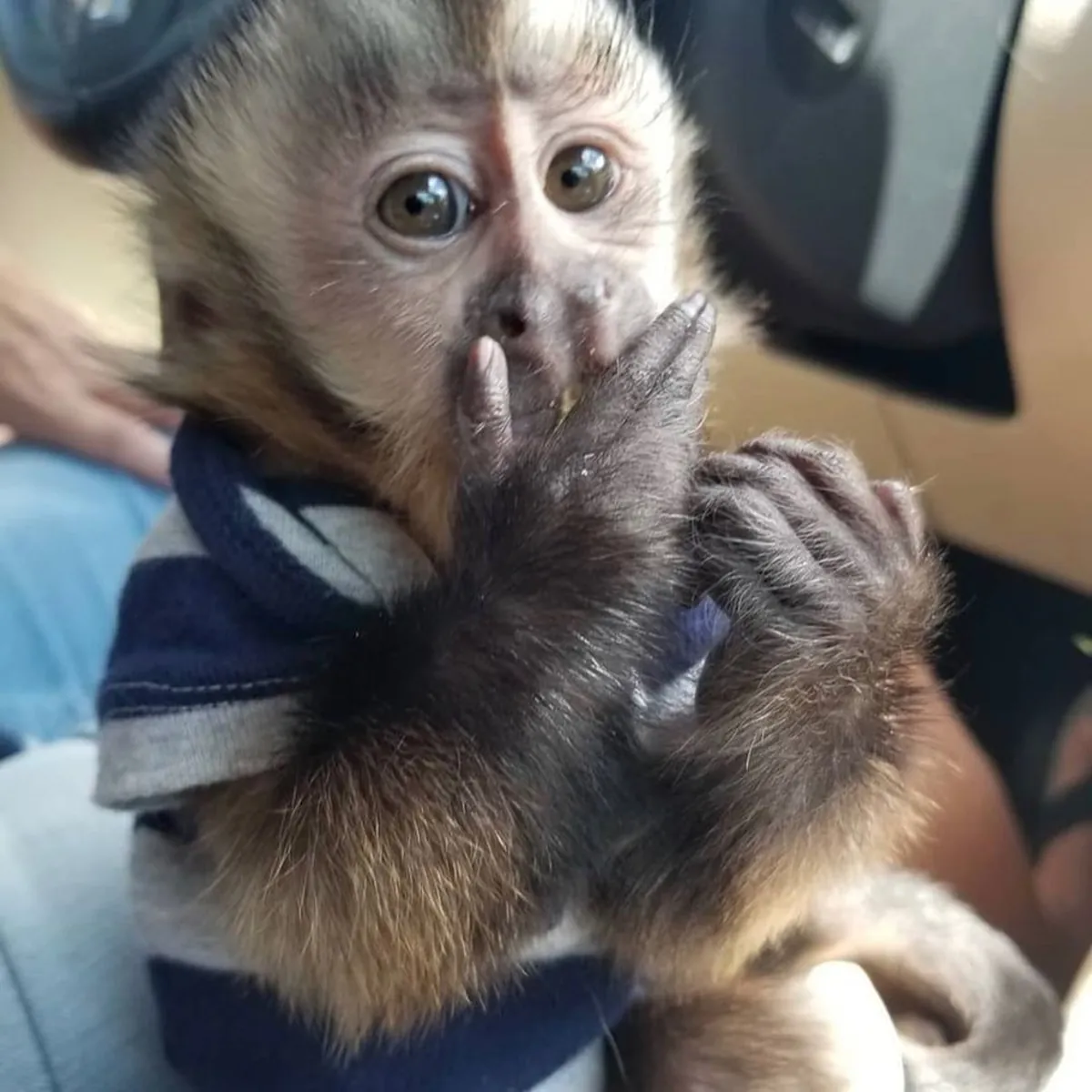 FRIENDLY CAPUCHIN MONKEYS FOR ADOPTION