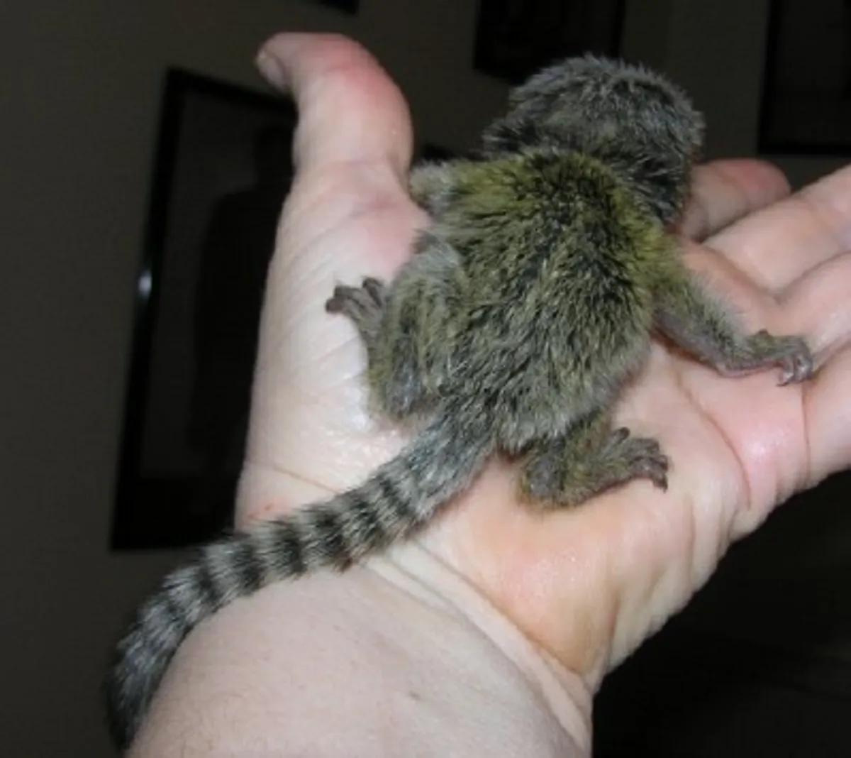 Pygmy Marmoset Monkeys Available