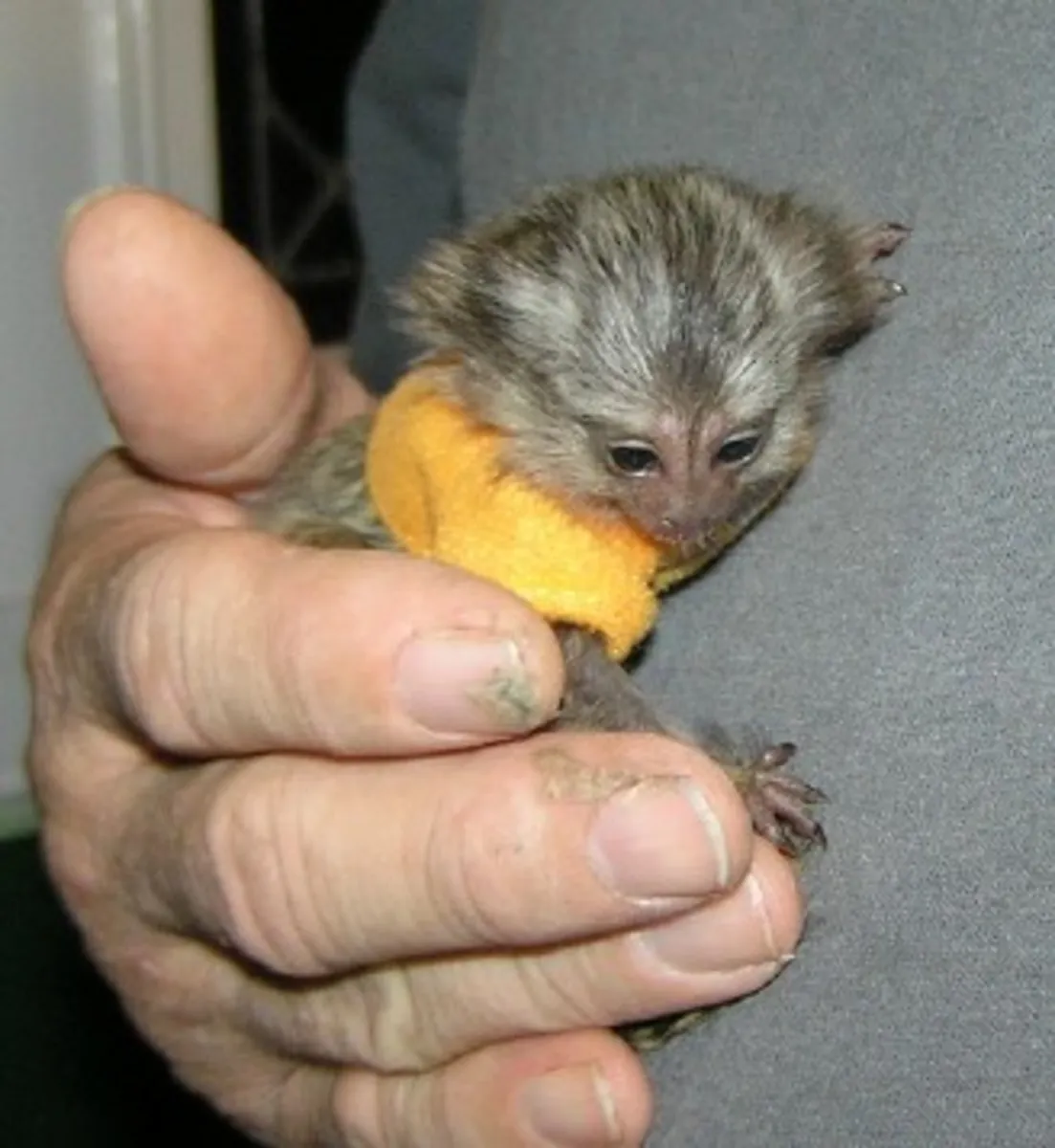 Cute,  Healthy Marmoset Monkeys