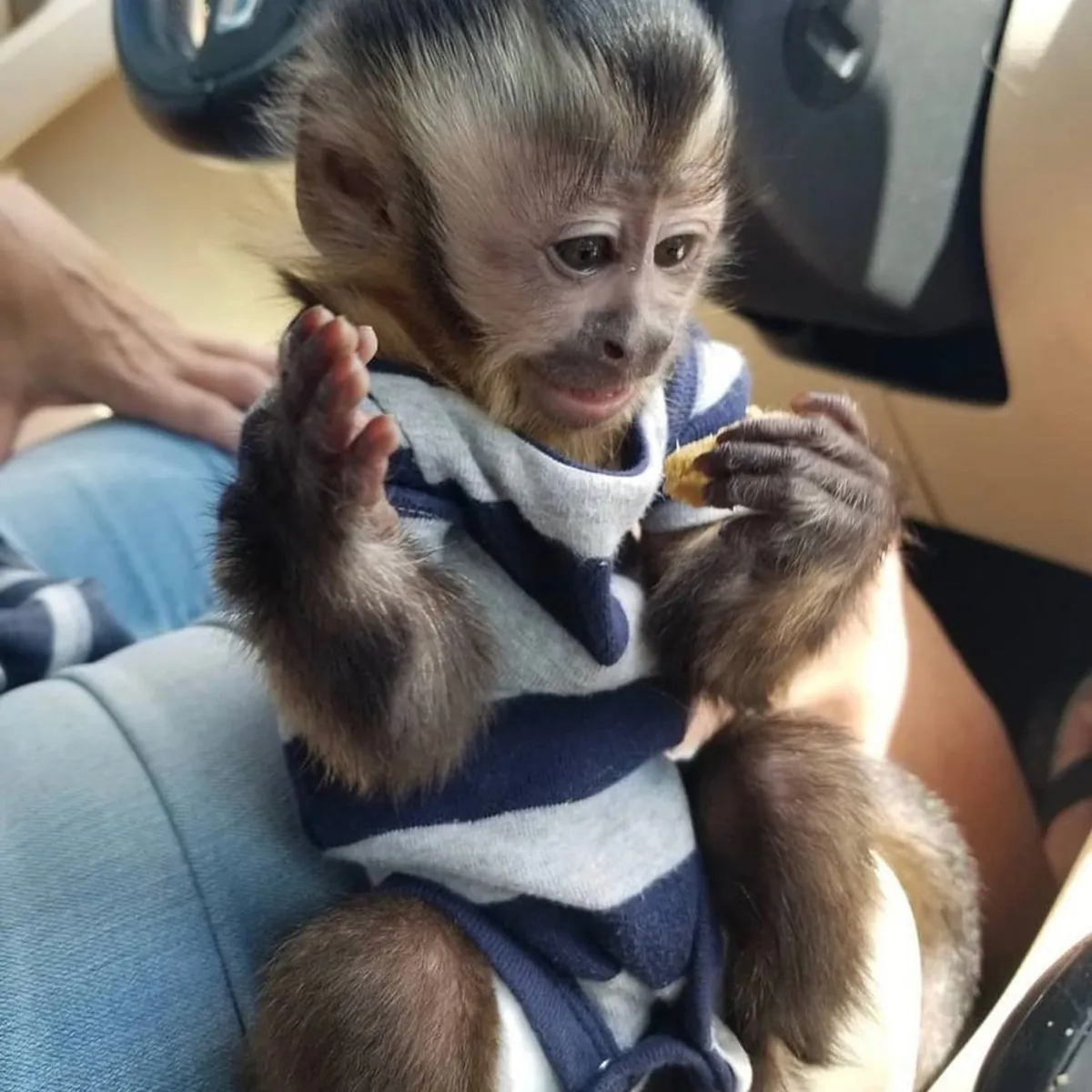 Marvelous Capuchin Monkeys for Sale