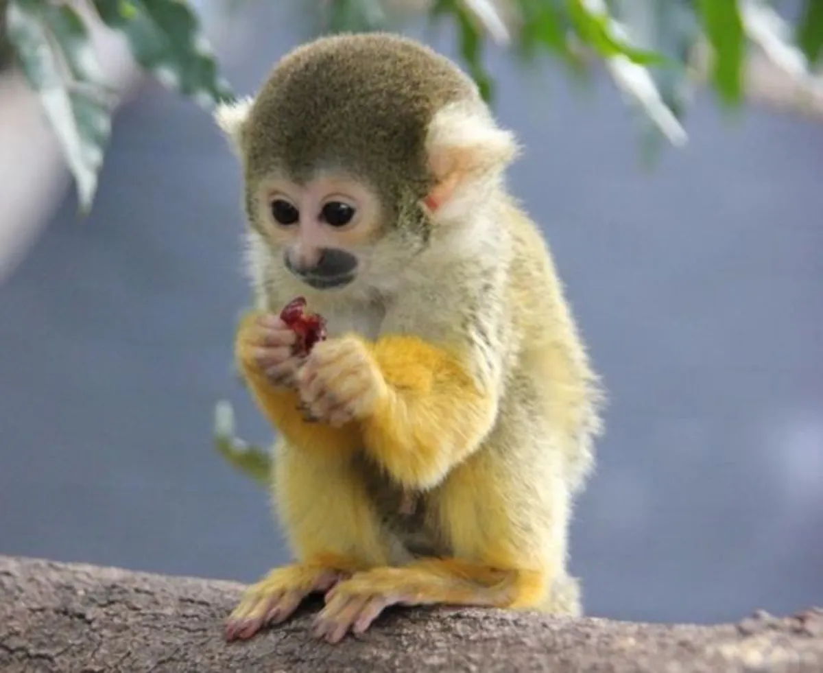 Squirell Marmoset monkeys for adoption