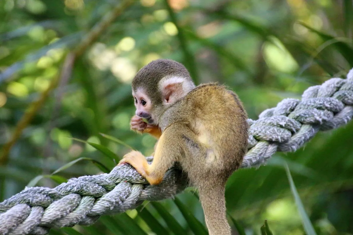 Squirell Marmoset monkeys for adoption