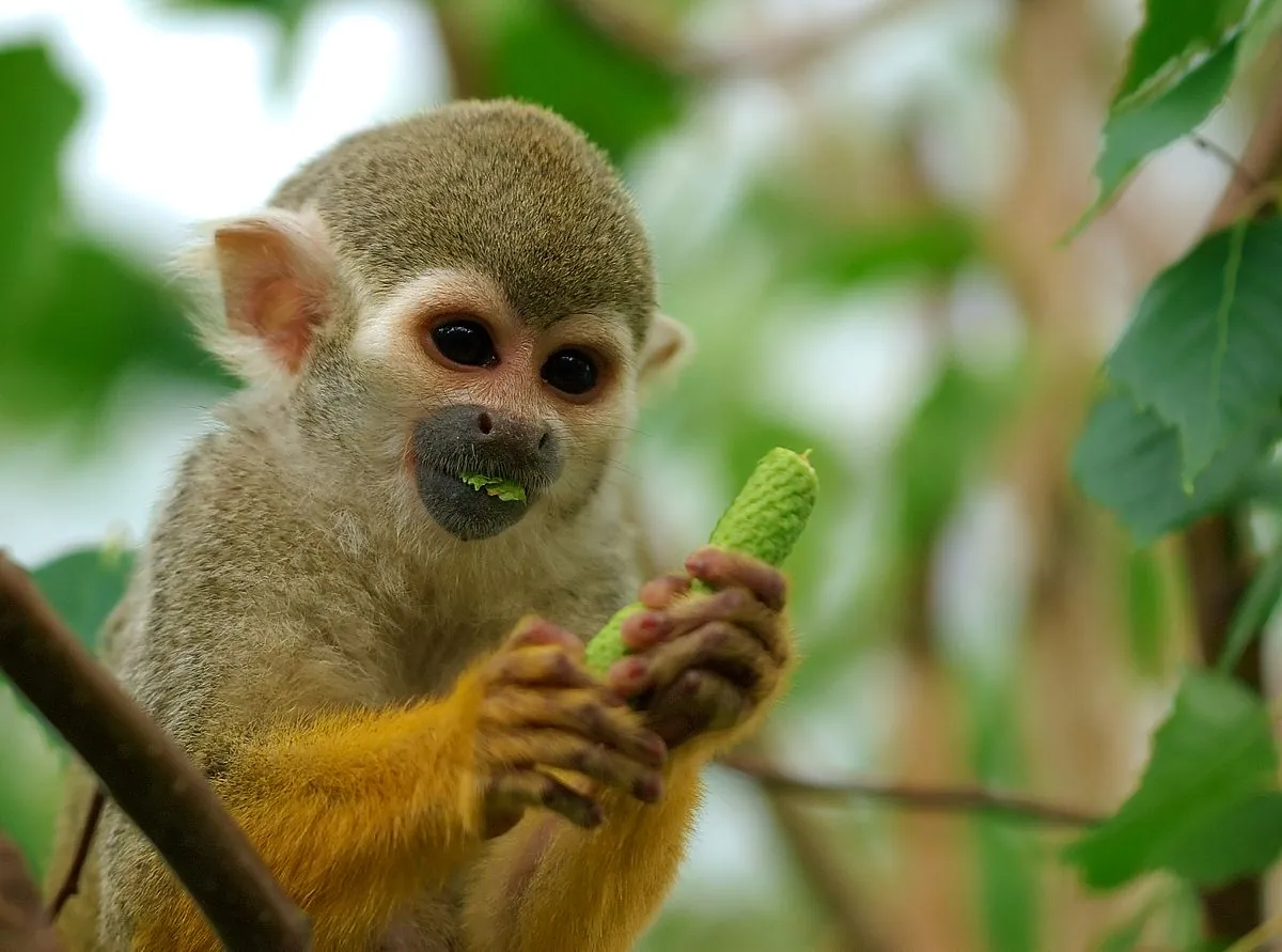 Squirell Marmoset monkeys for adoption