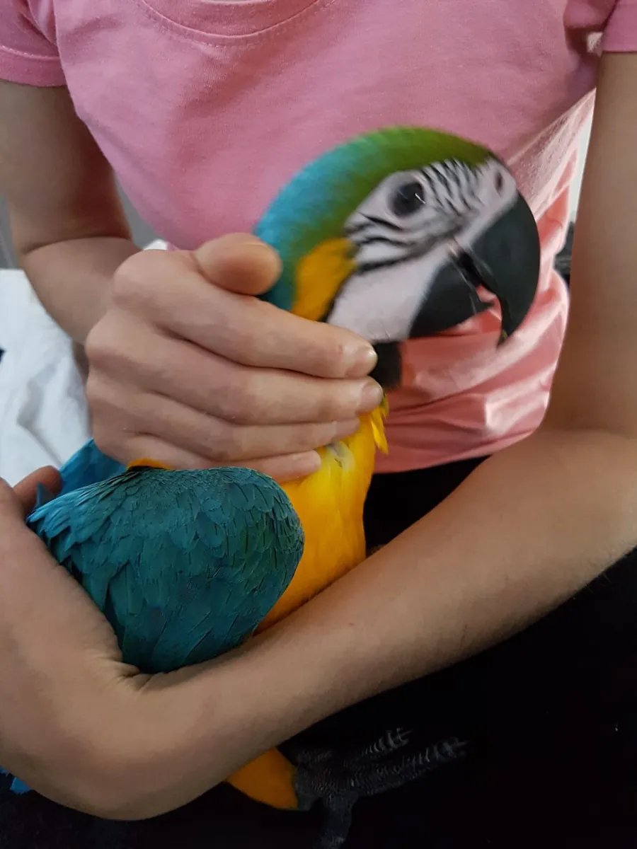 Blue and Gold Macaw Parrots for sale