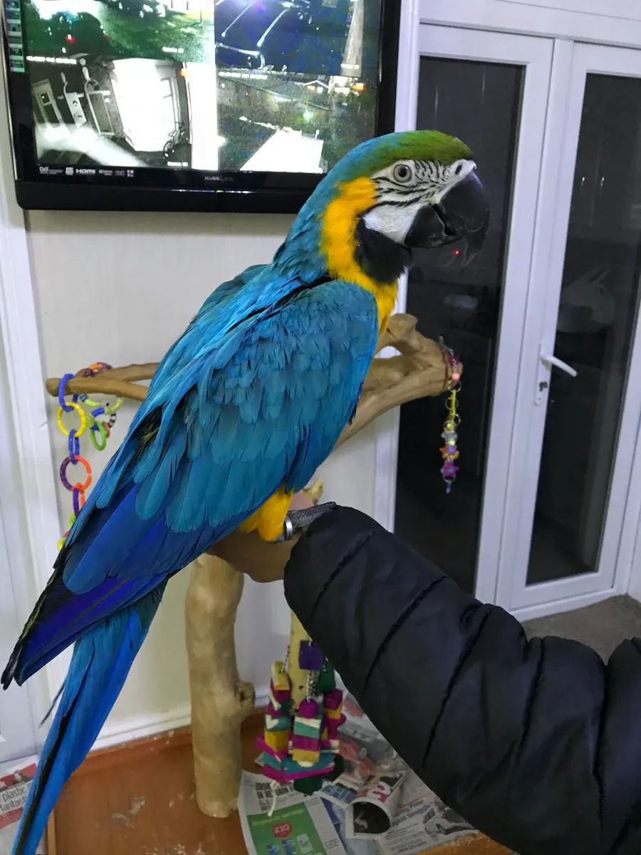 Blue and Gold Macaw Parrots for sale