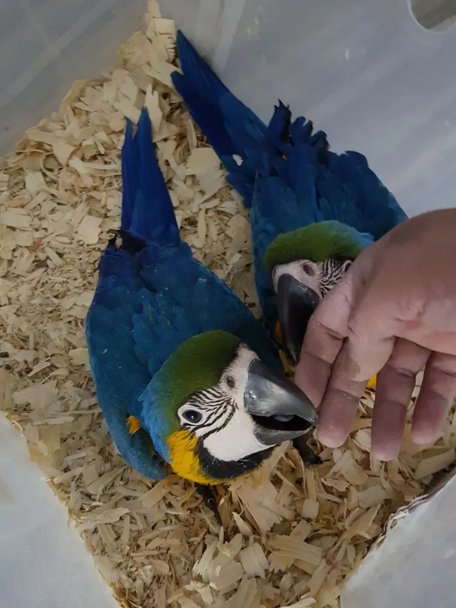 Blue and Gold Macaw Parrots for sale