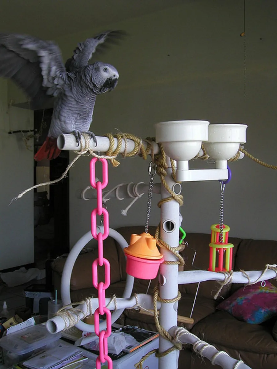 Lovely African Grey Parrots for sale