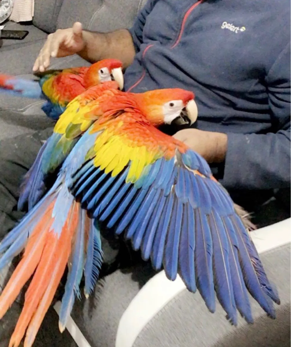 Hyacinth Macaw Parrots
