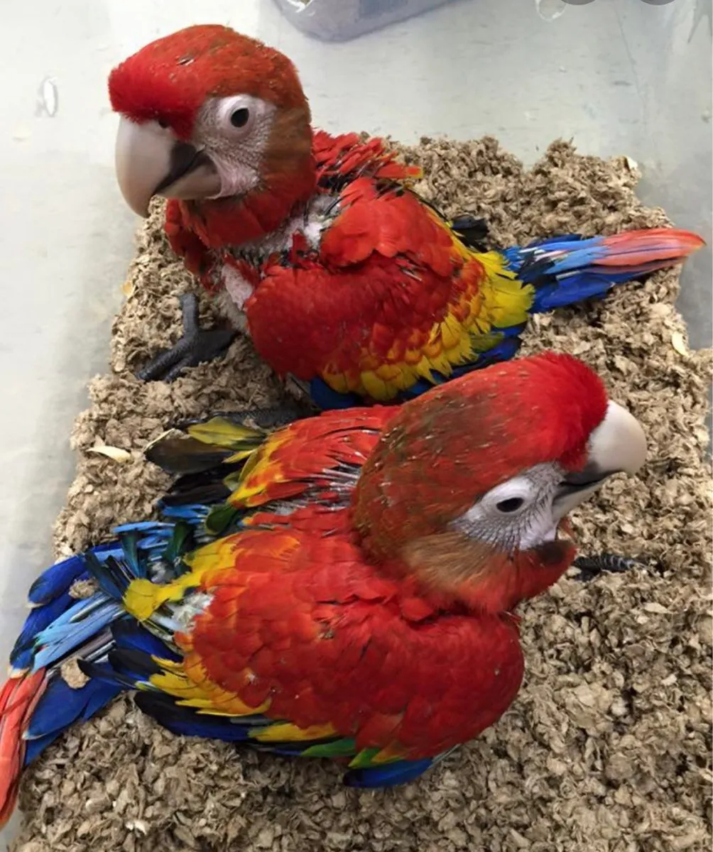 Hyacinth Macaw Parrots