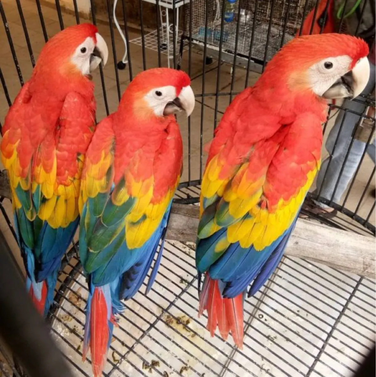 Hyacinth Macaw Parrots
