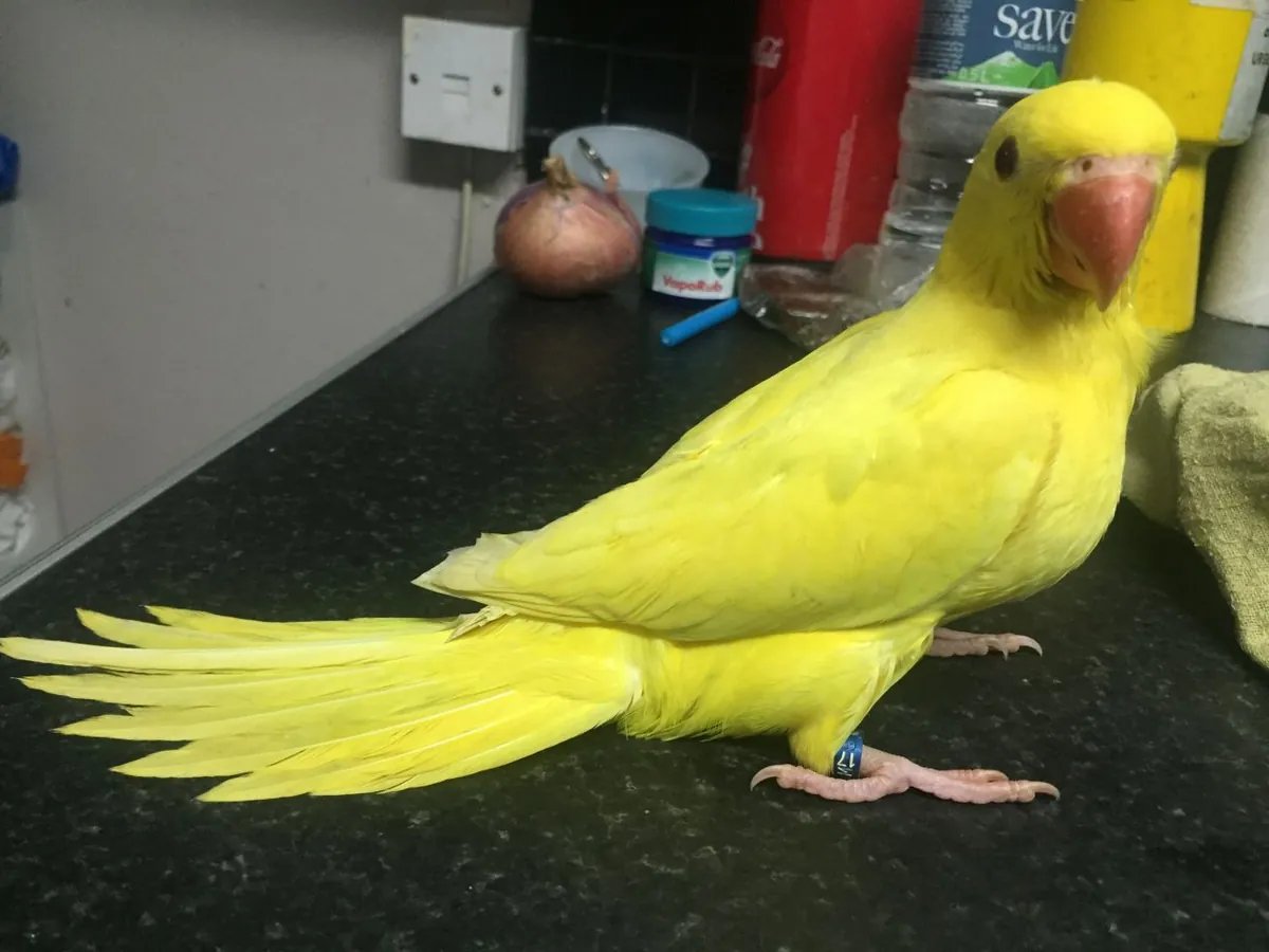 Hyacinth Parrots