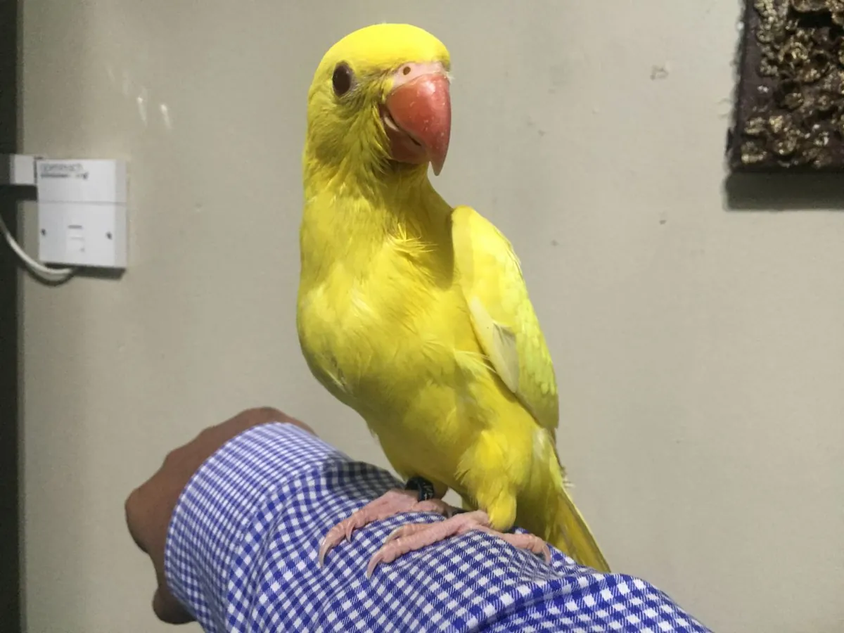 Hyacinth Parrots