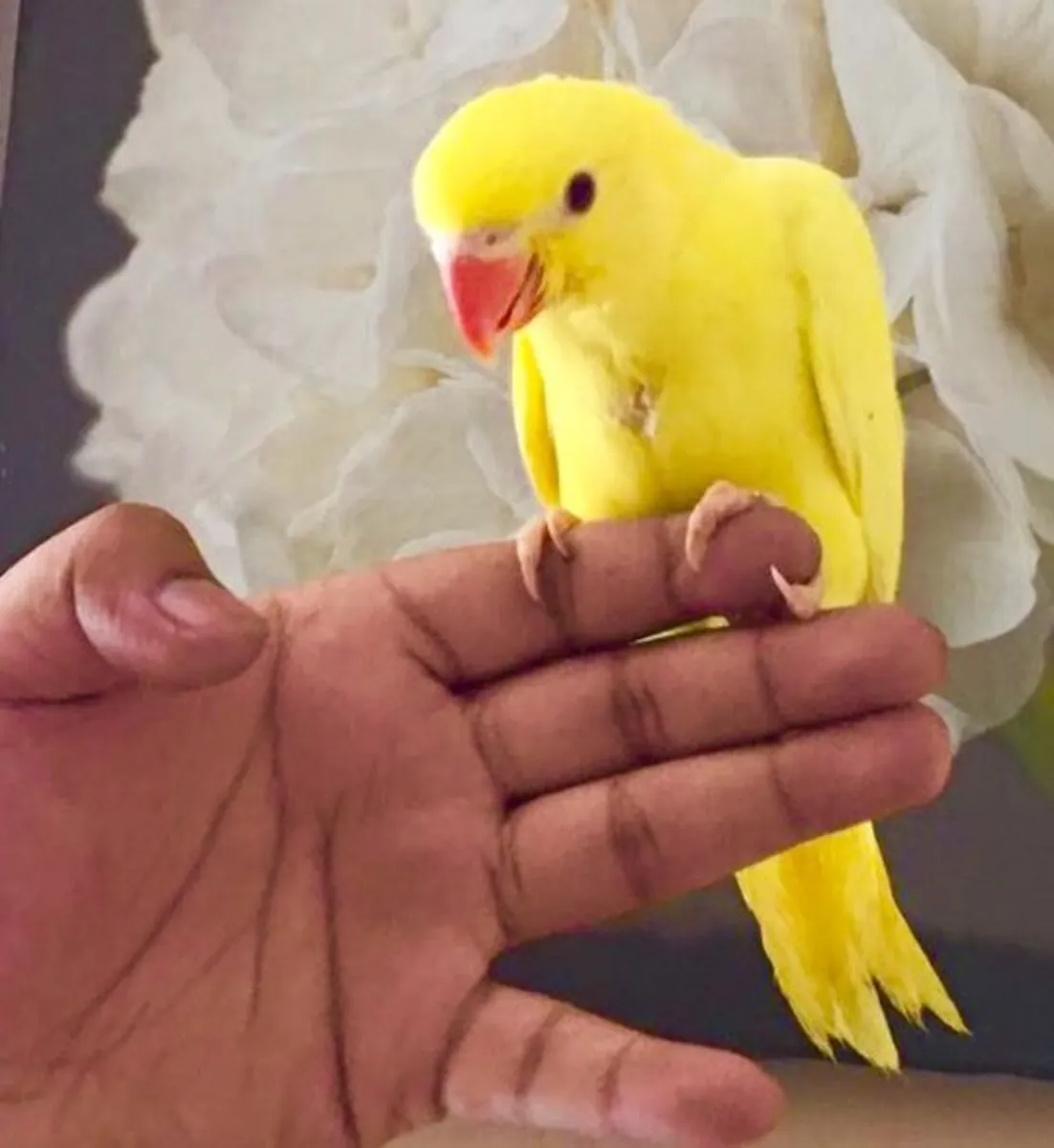 Hyacinth Parrots