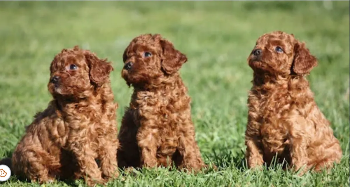 Cute toy poodle puppies available for reservation