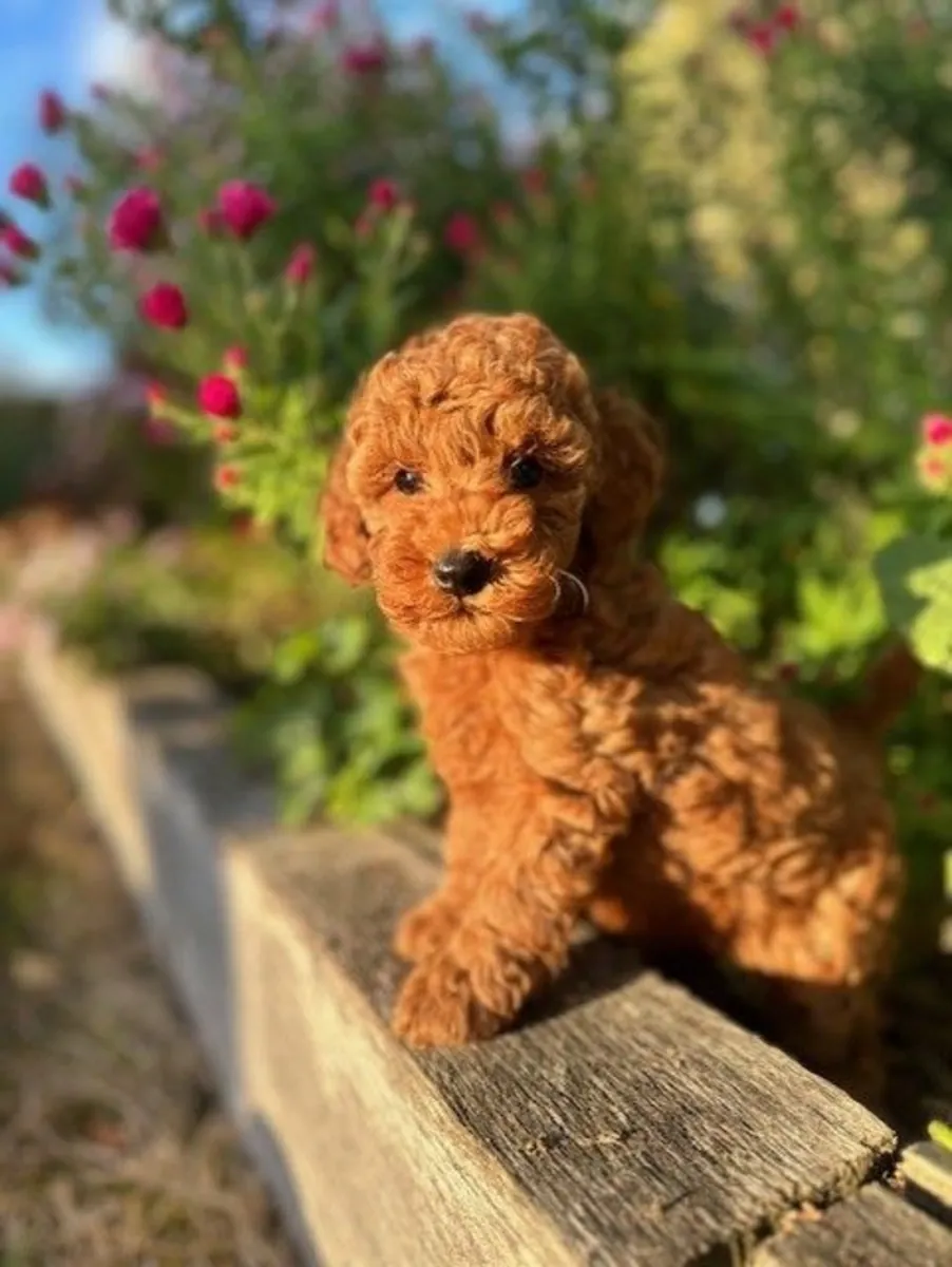 Cute toy poodle puppies available for reservation