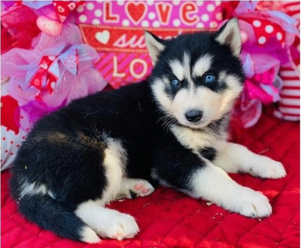 Sevimli Sibirya Husky yavruları. Detaylar için WhatsApp üzerinden bize ulaşın: +27848239748