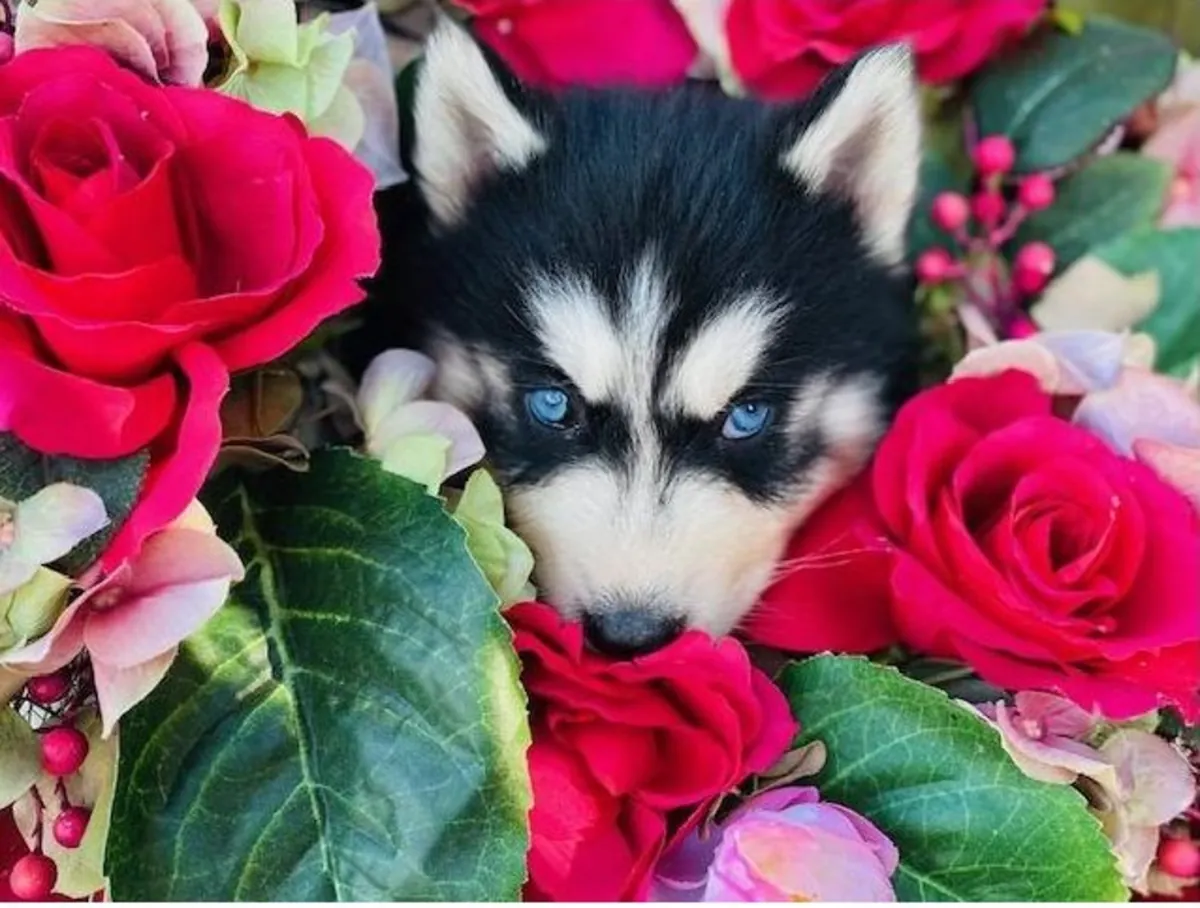 Sevimli Sibirya Husky yavruları. Detaylar için WhatsApp üzerinden bize ulaşın: +27848239748
