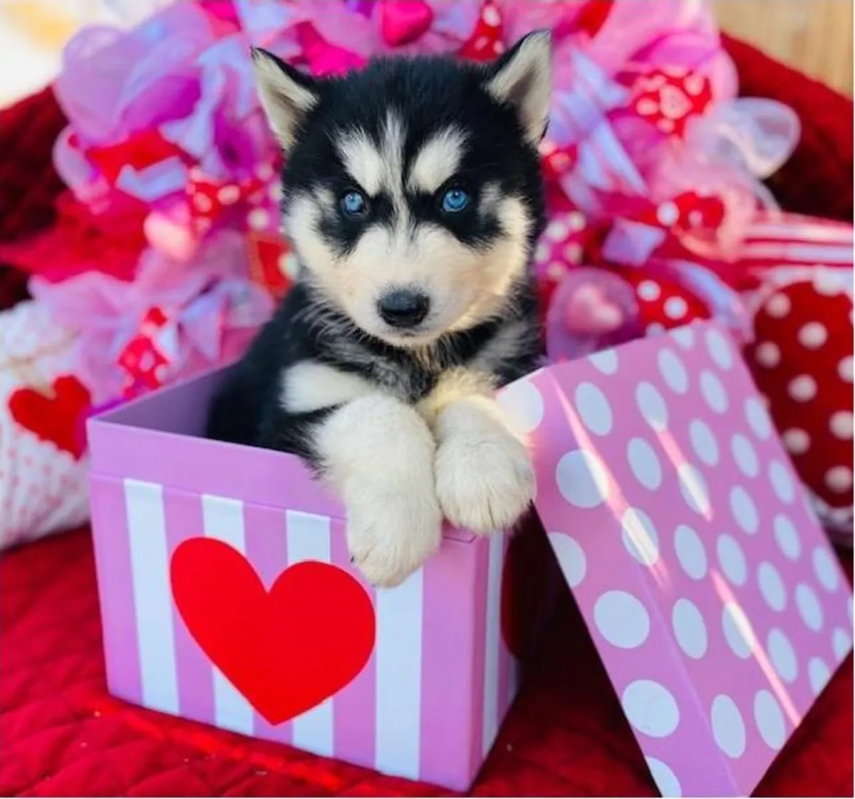 Sevimli Sibirya Husky yavruları. Detaylar için WhatsApp üzerinden bize ulaşın: +27848239748