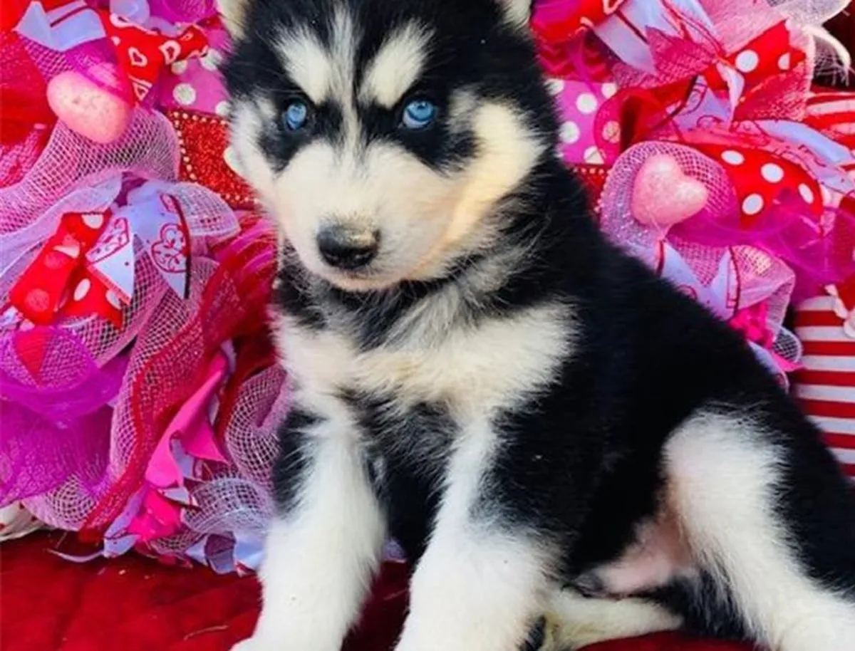 Sevimli Sibirya Husky yavruları. Detaylar için WhatsApp üzerinden bize ulaşın: +27848239748
