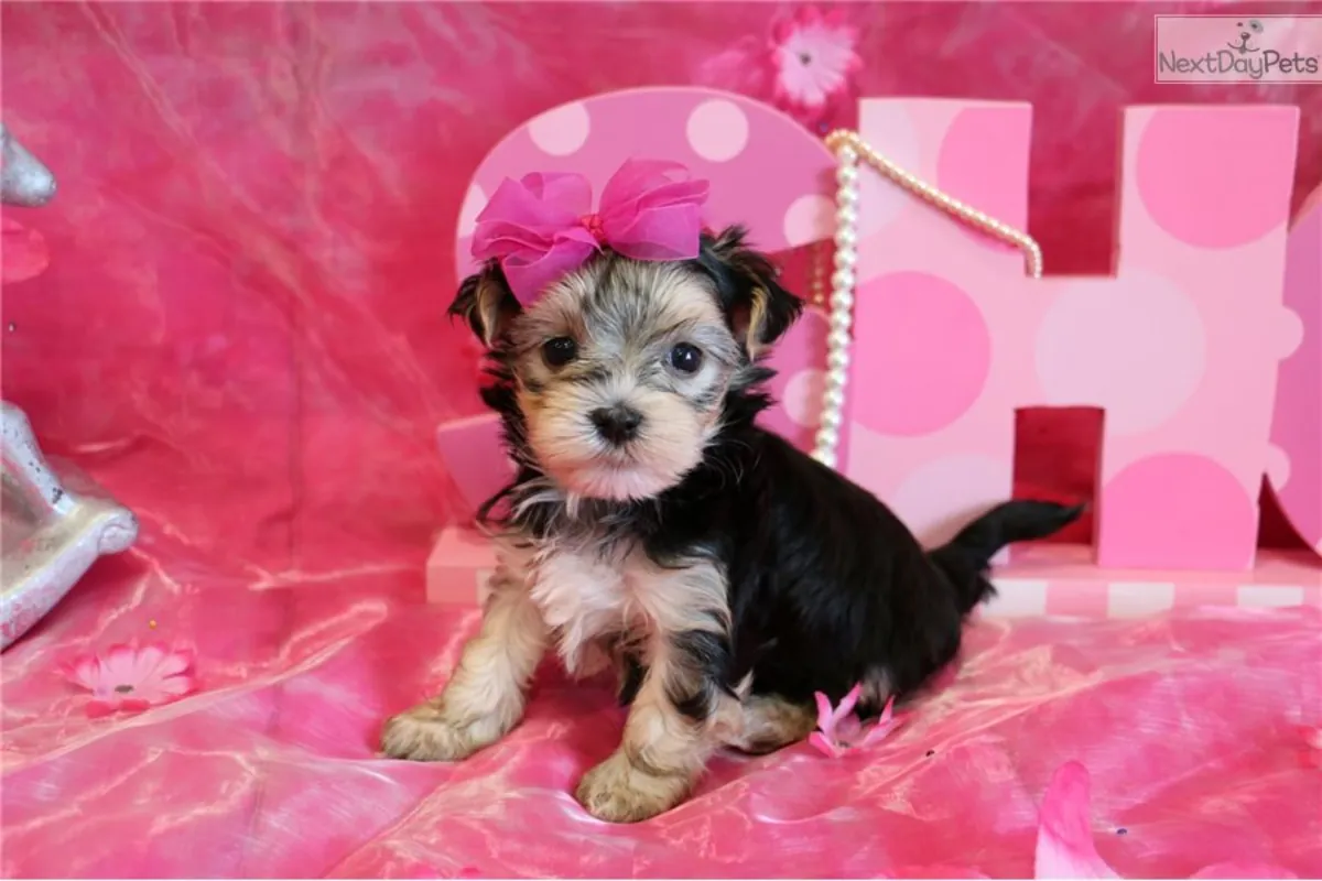 Purebred Tiny Yorkie Puppies. whatsapp us for details:+27848239748