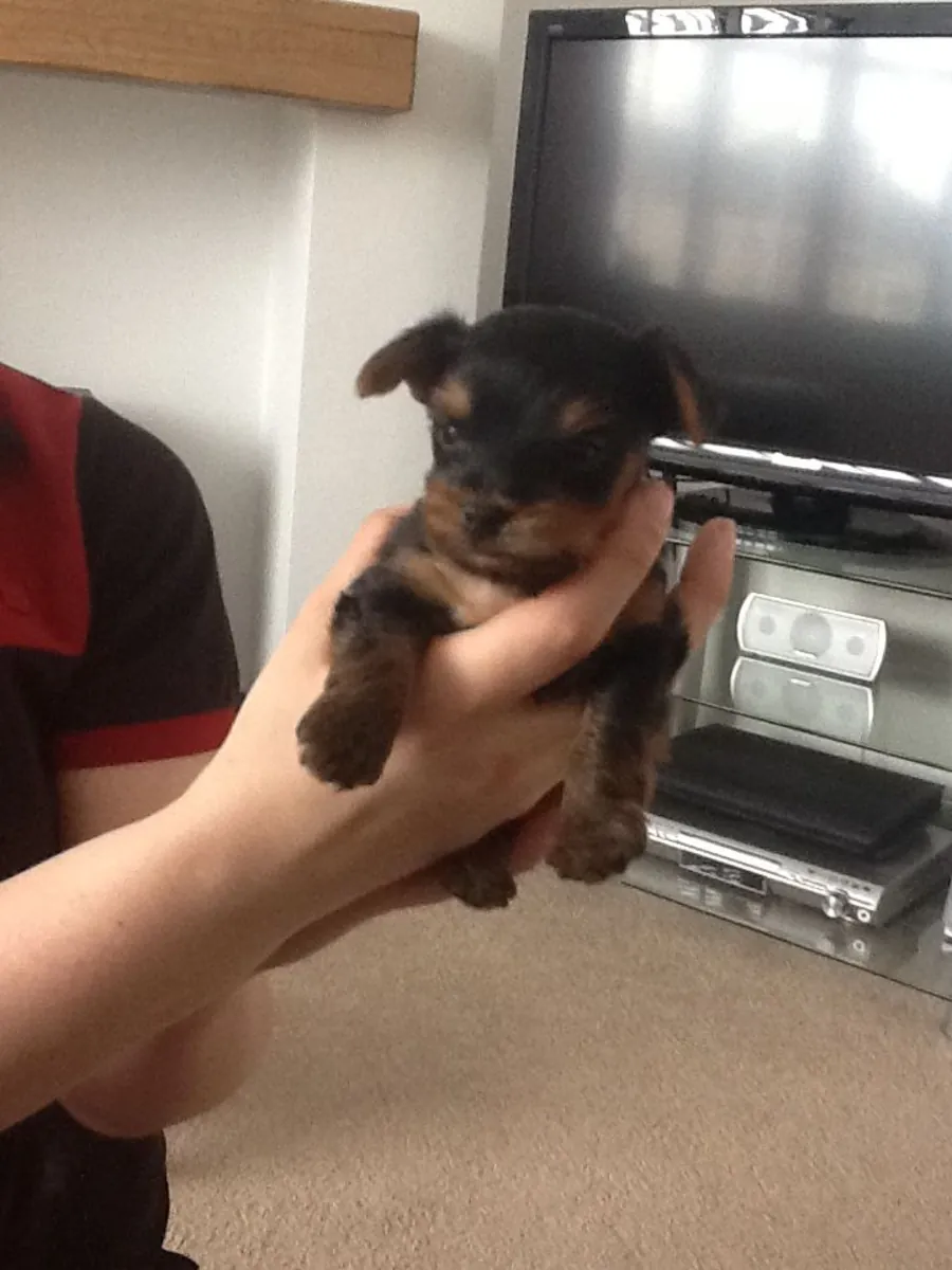 Purebred Tiny Yorkie Puppies. whatsapp us for details:+27848239748