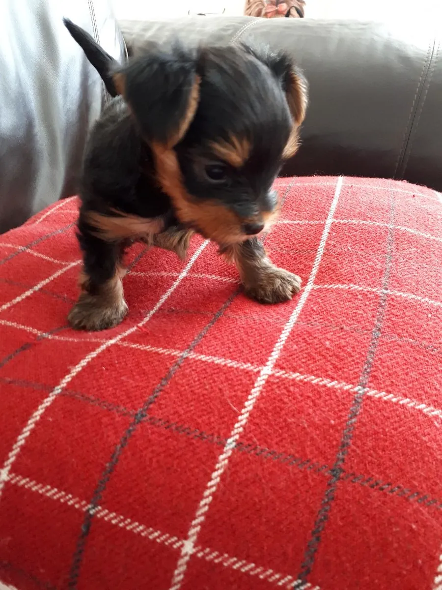 Purebred Tiny Yorkie Puppies. whatsapp us for details:+27848239748