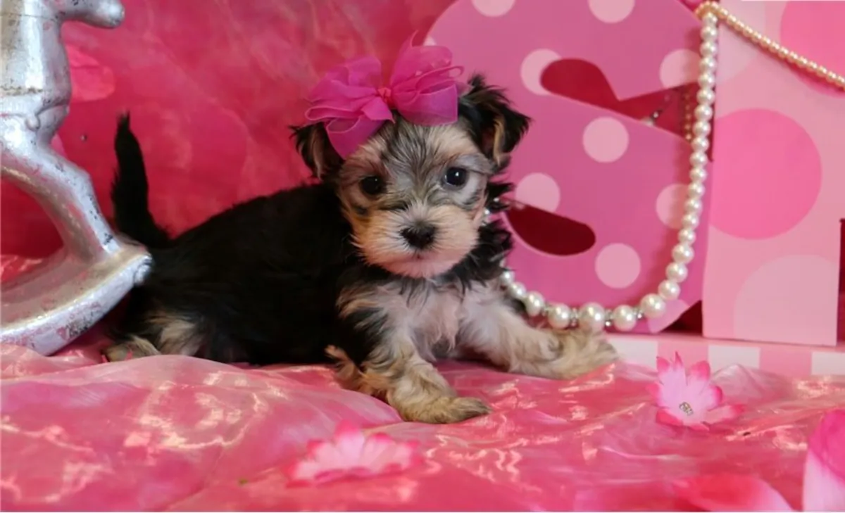 Purebred Tiny Yorkie Puppies. whatsapp us for details:+27848239748