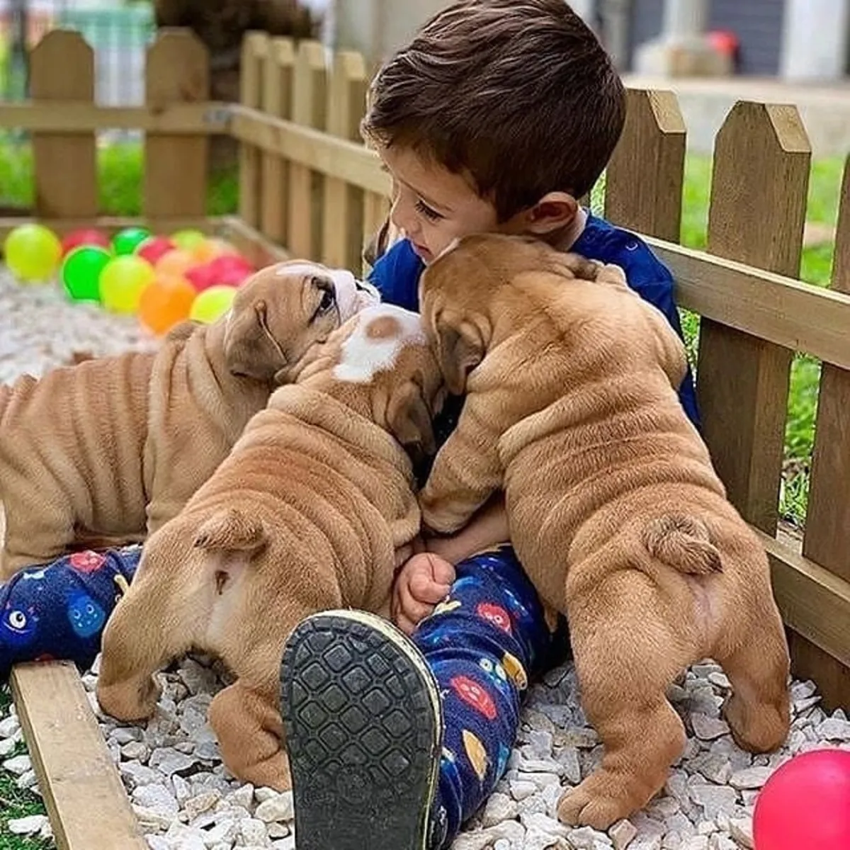 Yeni yuva arayan İngiliz Bulldogları. Detaylar için WhatsApp üzerinden bize ulaşın: +27848239748