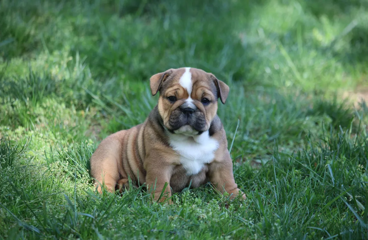 Yeni yuva arayan İngiliz Bulldogları. Detaylar için WhatsApp üzerinden bize ulaşın: +27848239748