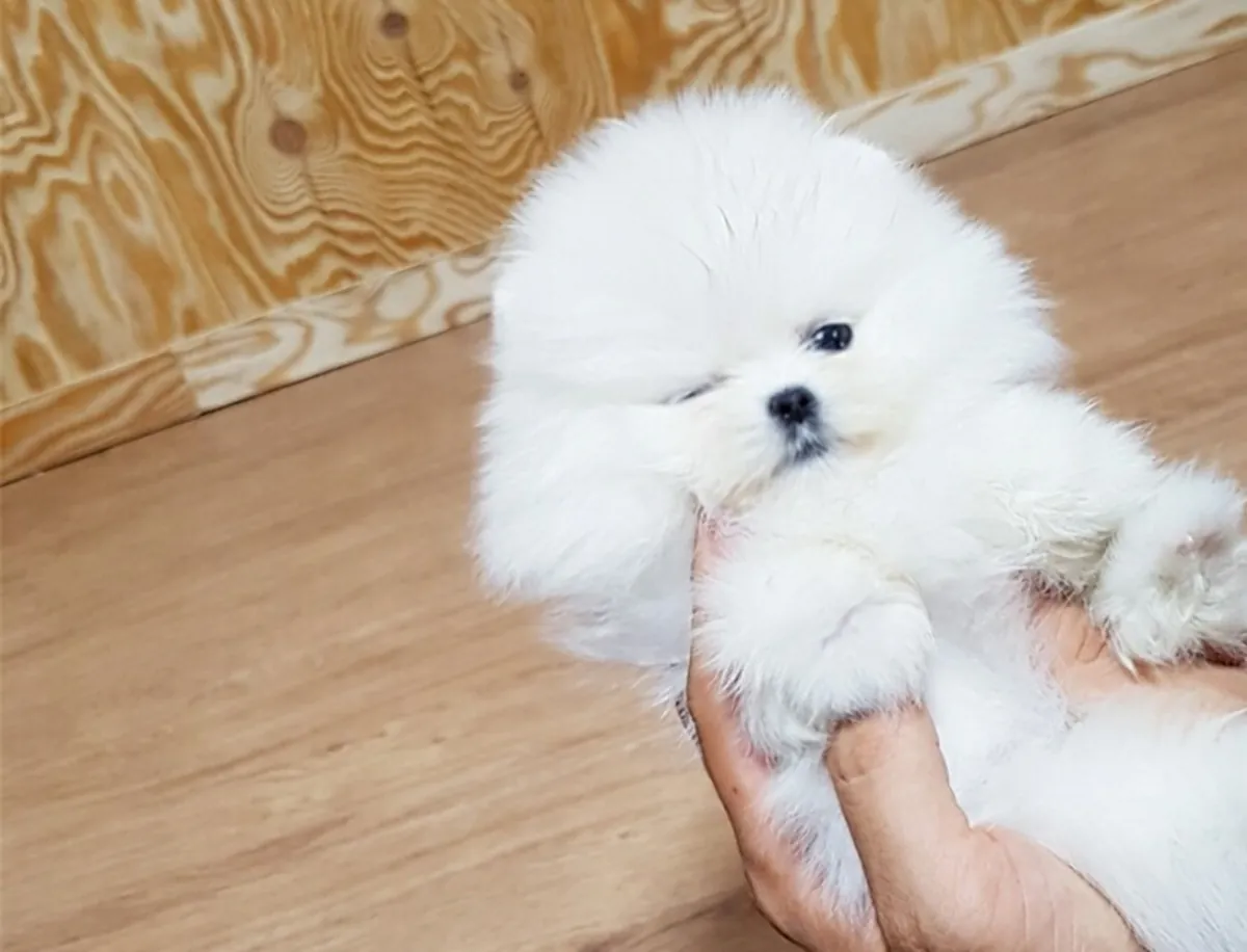 İki muhteşem T-Cup Pomeranian yavrusu. Detaylar için WhatsApp'tan bize ulaşın: +27848239748