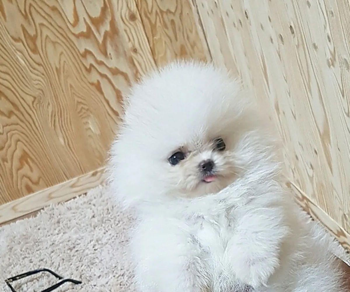 İki muhteşem T-Cup Pomeranian yavrusu. Detaylar için WhatsApp'tan bize ulaşın: +27848239748