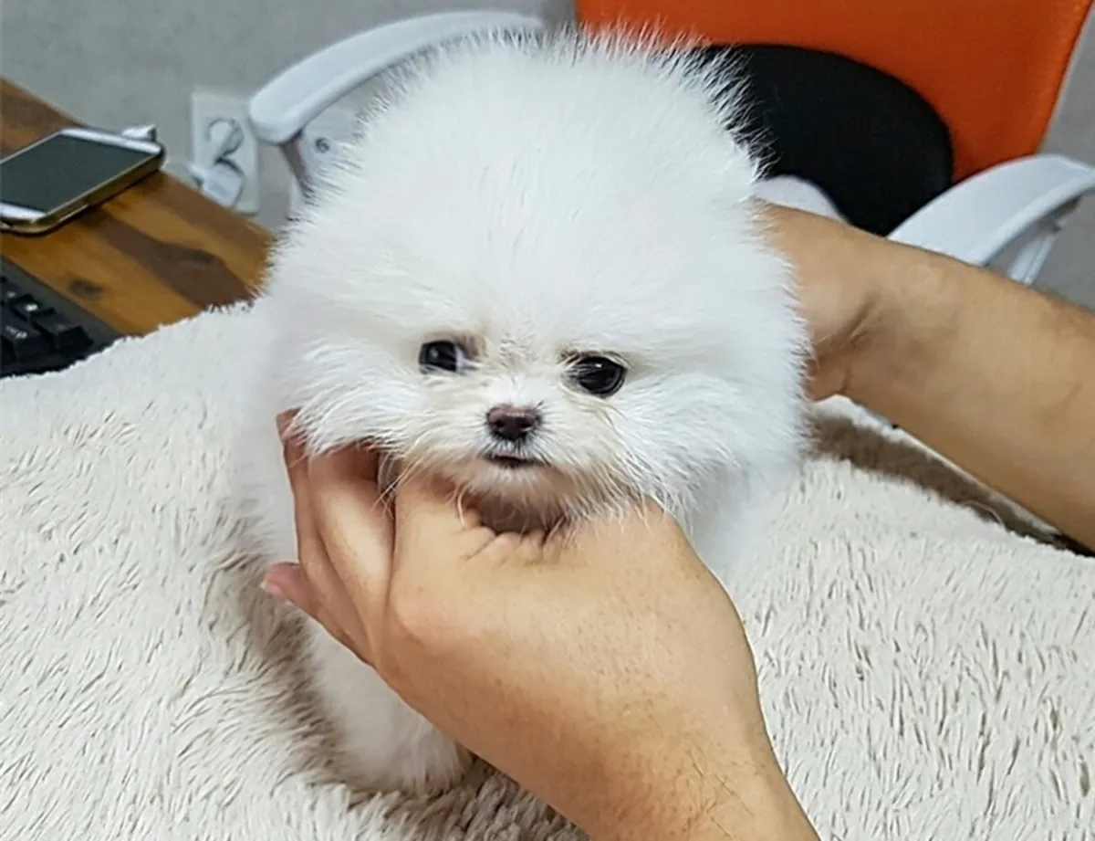 İki muhteşem T-Cup Pomeranian yavrusu. Detaylar için WhatsApp'tan bize ulaşın: +27848239748