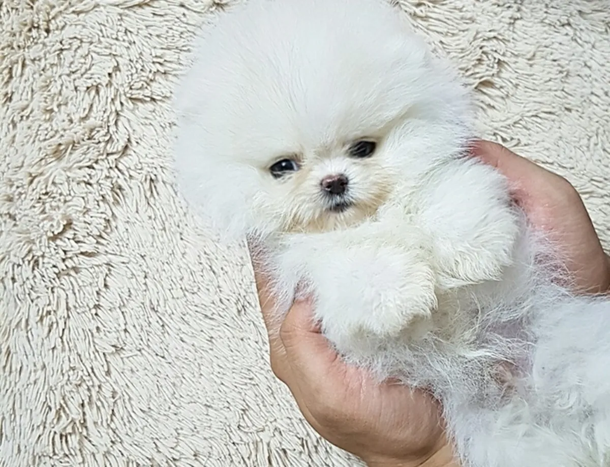 İki muhteşem T-Cup Pomeranian yavrusu. Detaylar için WhatsApp'tan bize ulaşın: +27848239748