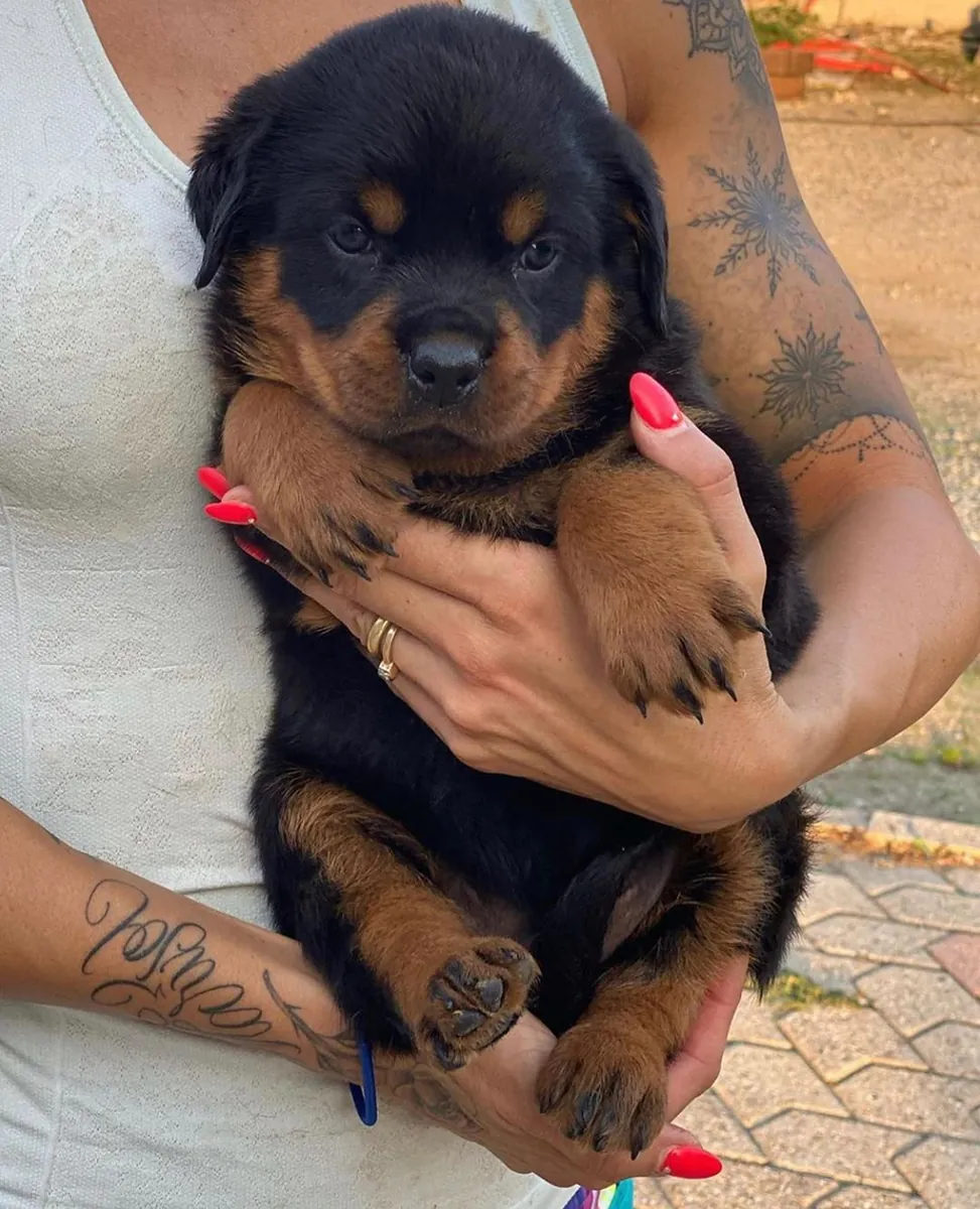 Male and female Rottweiler puppies for pet lovers.. whatsapp us for details:+27848239748