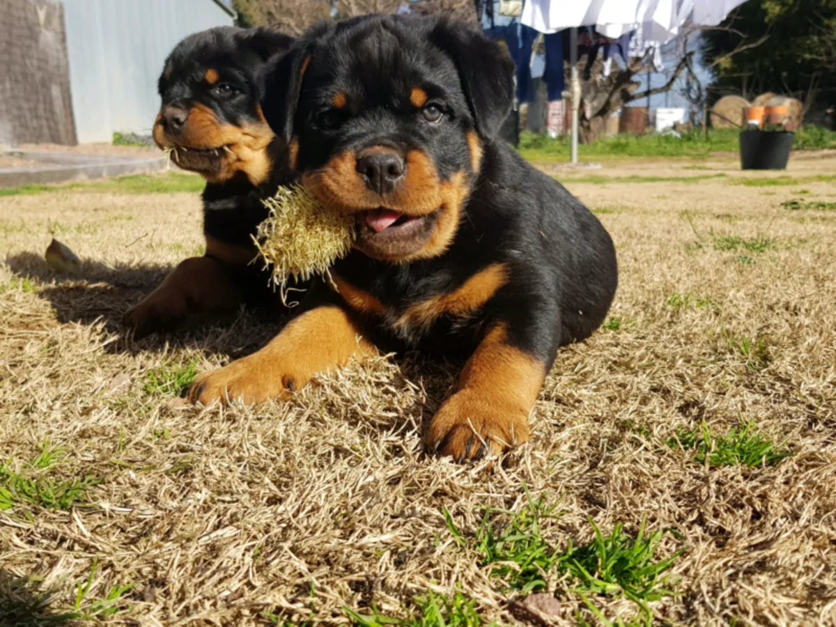 Male and female Rottweiler puppies for pet lovers.. whatsapp us for details:+27848239748