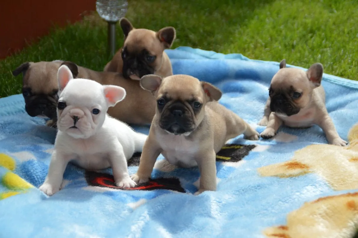 Adorable French Bulldog Puppies. whatsapp us for details:+27848239748