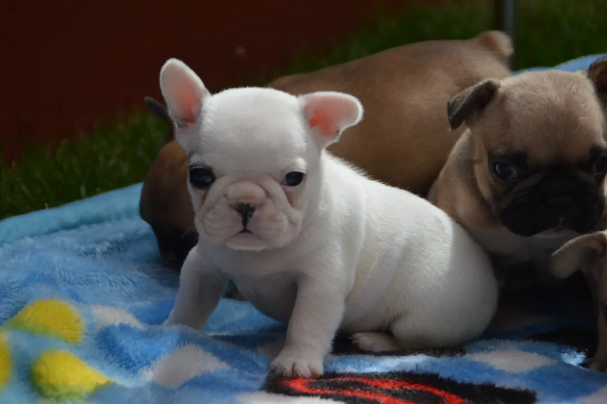 Adorable French Bulldog Puppies. whatsapp us for details:+27848239748